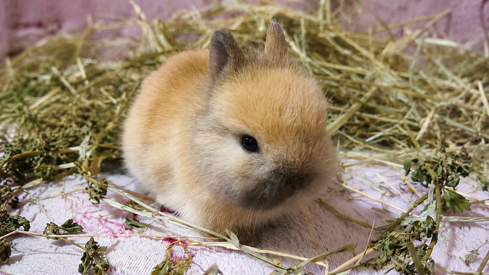 Filhote de Mini Coelho Netherland Dwarf